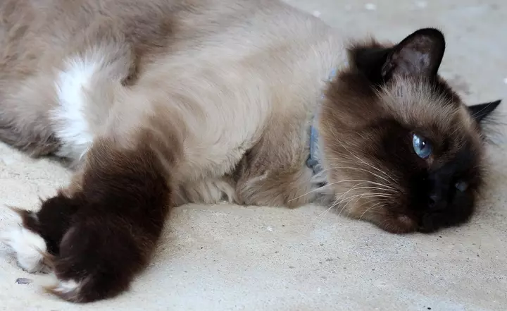 Burmese cat lying on a blanket