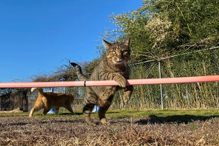 And this cat is engaged in agility - he goes through an obstacle course. This is traditionally a dog sport, but stereotypes are alien to the cat. Photo: Ryan Brix / Shutterstock