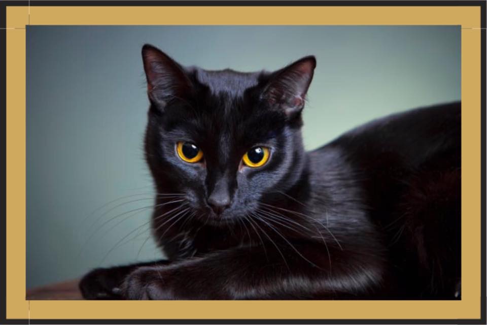 Palmerton Cat Project / Facebook.com