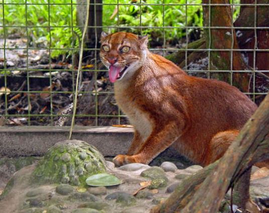 Borneo Bay Cat